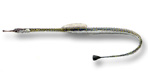 Pesce ago pelagico - Syngnathus phlegon