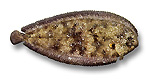 Sogliola turca - Synapturichthys kleinii
