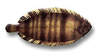 Sogliola fasciata - Microchirus variegatus