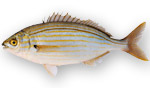 Salpa - Sarpa salpa