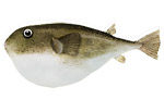 Pesce palla - Sphoeroides pachygaster 