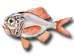 Pesce specchio - Hoplostethus mediterraneus mediterraneus