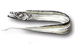 Pesce coltello - Trichiurus lepturus