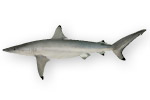 Squalo punte nere - Carcharhinus brevipinna