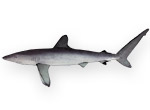 Squalo seta - Carcharhinus falciformis