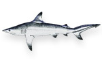 Squalo pinne nere - Carcharhinus limbatus