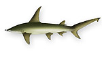 Grande squalo martello - Sphyrna mokarran