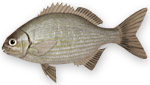 Pesce timone - Kyphosus saltatrix - Kyphosus sectator