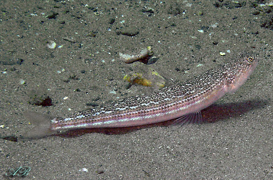 Wobbler Coreano Per Pesca In Mare E Fiume – Esche A Forma Di Pesce, Affondanti, Metallo