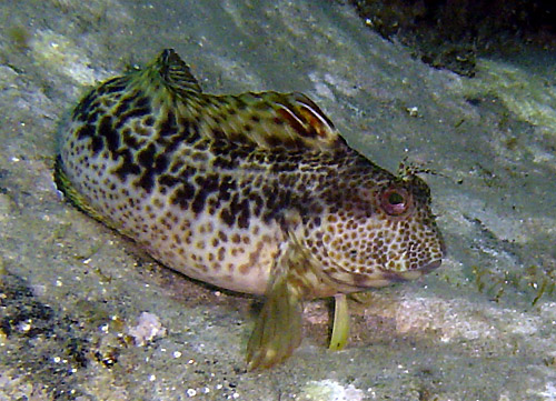 Parablennius pilicornis - Alberto Biondi