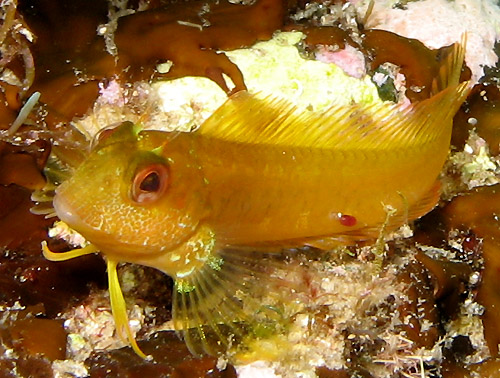 Parablennius pilicornis - Stretto di Messina - Alberto Biondi