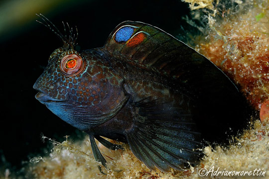 Fot di Adriano Morettin