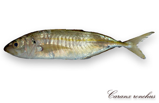 Carango Ronco Caranx Ronchus