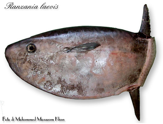 Ranzania laevis - Foto di Mohammed Moazzam Khan
