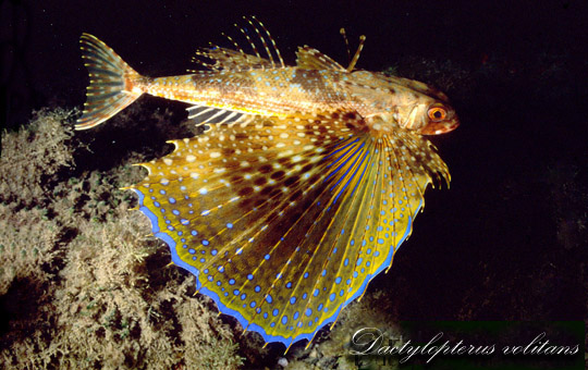 Dactylopterus volitans - Pesce civetta - Francesco Turano