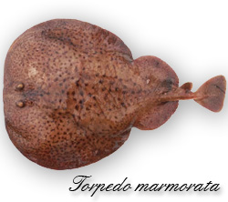 Torpedo marmorata