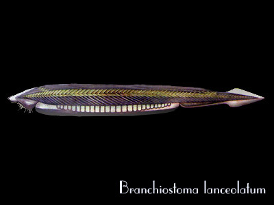 Branchiostoma lanceolatum - Anfiosso