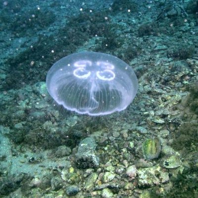 aurelia sp.p. o medusa a quadrifoglio -  l. fares...