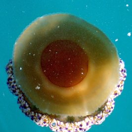 cothyloriza tubercolata o cassiopea -  l. faresi