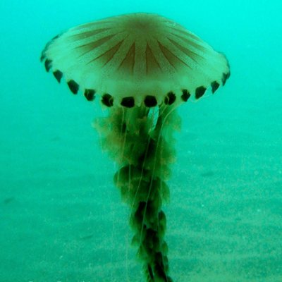chrysaora hysoscella -  l. faresi