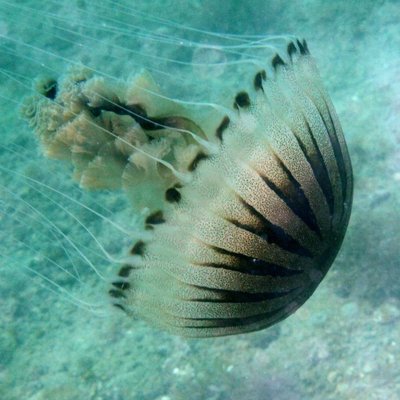 chrysaora hysoscella -  l. faresi