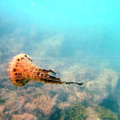 chrysaora hysoscella -  l. faresi