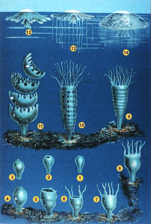Ciclo vitale degli Scifozoi (strobilazione): 1-8 planula e sua metamorfosi fino allo stadio di scifistoma (stadio polipoide); 9-10 strobilazione; 11 liberazione delle efire; 12-14 trasformazione dell&#x27;efira in medusa adulta. Fonte: "Die Entwicklung der Meduse", in: "Das Meer" by Matthias Jacob Schleiden (1804-1881)