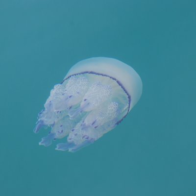 rhizostoma pulmo o polmone di mare -  l. faresi