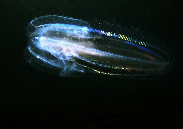leucothea multicornis -  l. faresi