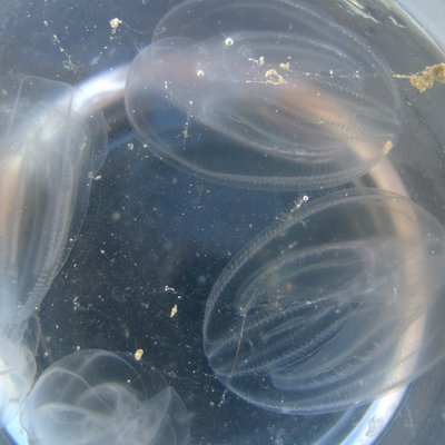 mnemiopsis leidyi o noce di mare -  arpa fvg