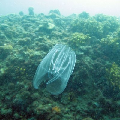 mnemiopsis leidyi o noce di mare -  l. faresi