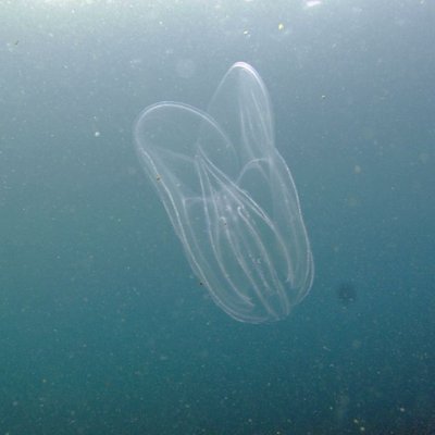 mnemiopsis leidyi o noce di mare -  l. faresi
