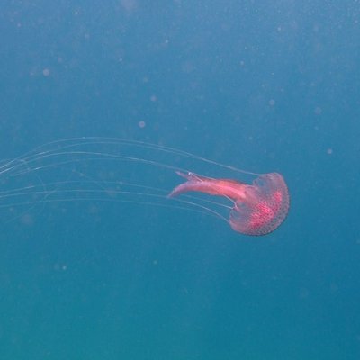pelagia noctiluca -  l. faresi