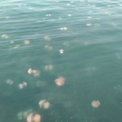 sciame di rhizostoma pulmo -  l. faresi