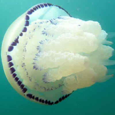 sciame di rhizostoma pulmo -  l. faresi