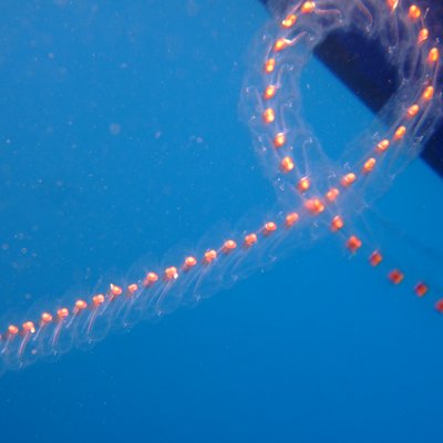thalia democratica -  l. faresi