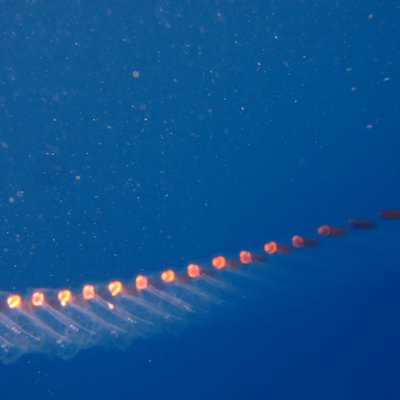 thalia democratica -  l. faresi