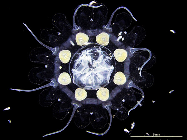 nausithoe punctata -  dept. of life sciences, uni...
