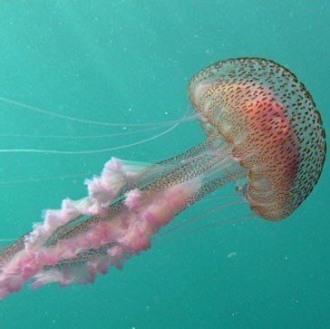 pelagia noctiluca -  w. bay-nouailhat