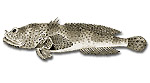 Pesce rospo - Halobatrachus didactylus