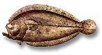Suacia - Arnoglossus laterna