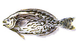Mangia meduse - Schedophilus medusophagus