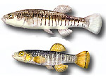 Nono - Aphanius phasciatus