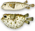 Pesce porcospino punteggiato