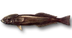 Remora bruna - Remora brachyptera