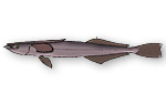 Remora grigia - Remora osteochir