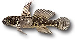 Ghiozzo nero - Gobius niger