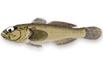 Gobide di Bellotti - Gobius ater