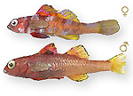 Ghiozzo di grotta - Speleogobius trigloides 