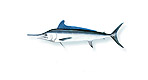 Marlin bianco - Tetrapturus albidus